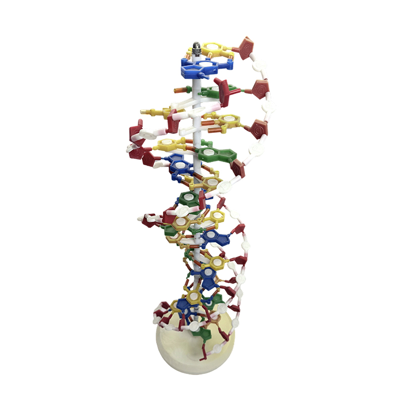 Mô hình DNA, mô hình xoắn kép DNA, mô hình y tế xoắn kép màu DNA