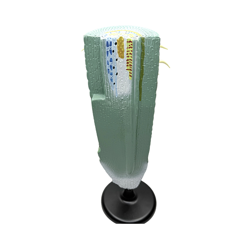 Thiết bị giáo dục mô hình cắt dọc rễ cây/mô hình giải phẫu mô hình rễ cây