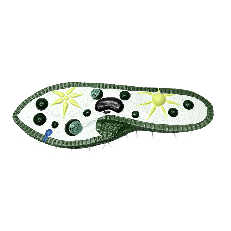 Mô hình dụng cụ dạy học sinh học, mô hình paramecium