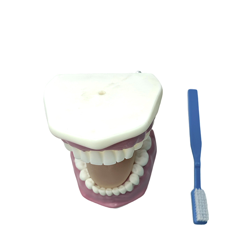 Mô hình răng dùng để minh họa cách trẻ em sử dụng bàn chải đánh răng để đánh răng