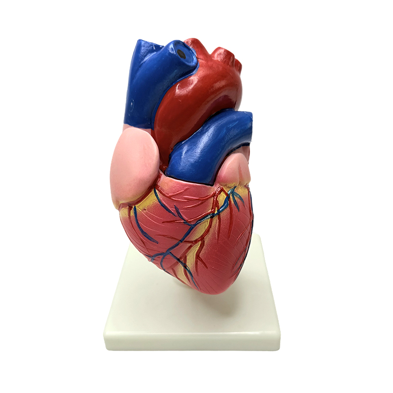 Giải phẫu cơ thể con người các cơ quan kích thước tự nhiên mô hình cấu trúc tim
