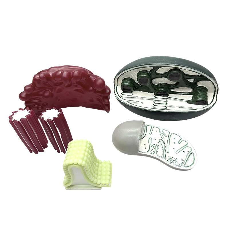Mô hình cấu trúc organelle bằng nhựa PVC phục vụ dạy học sinh học ở lớp học THCS và THPT