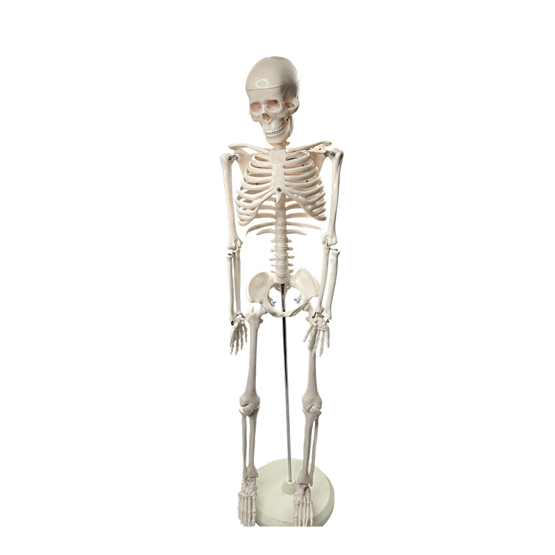 Mô hình bộ xương người 85cm