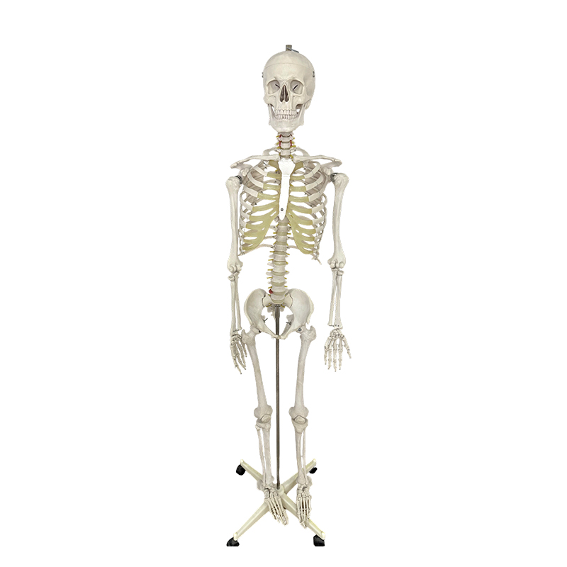 Mô hình bộ xương người 170cm