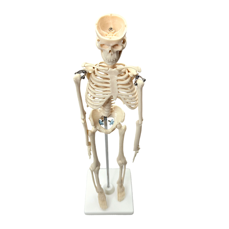 Mô hình bộ xương người 42cm