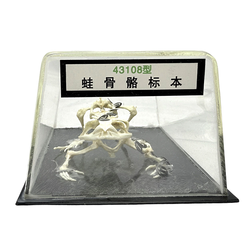 Mô hình bộ xương ếch dụng cụ giảng dạy mẫu vật