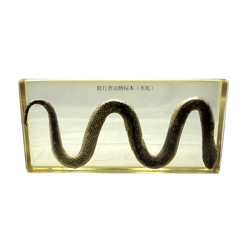 Mẫu sinh học rắn nước