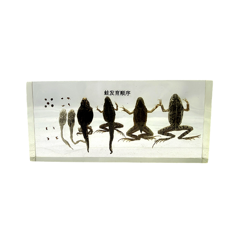 Mẫu vật phát triển của ếch, giải phẫu động vật, mẫu vật sinh học
